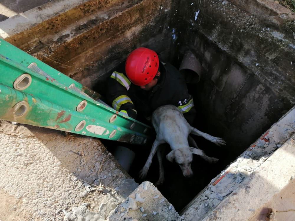 Cachorro que estava preso em bueiro é resgatado pelos bombeiros no AM