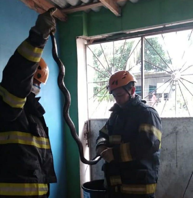 Cobra de dois metros é encontrada em forro de casa no interior
