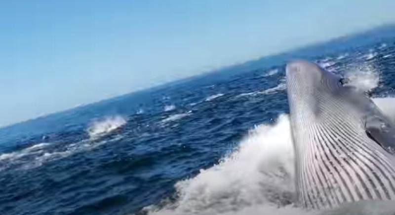 Susto: homem quase é devorado por baleia gigante em passeio turístico