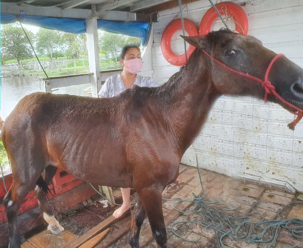 Cavalo é resgatado após denúncia de maus tratos no AM