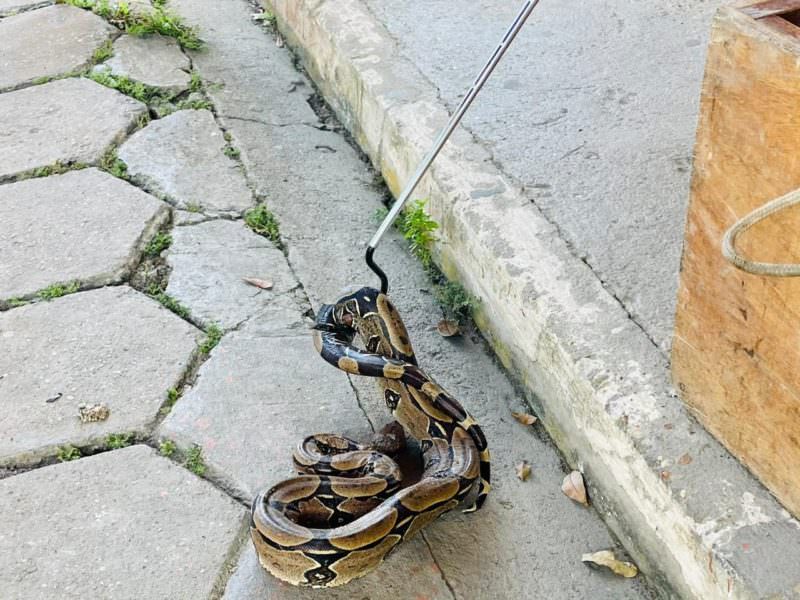 Após assustar moradora , cobra de 1,30 metro é capturada em Manaus