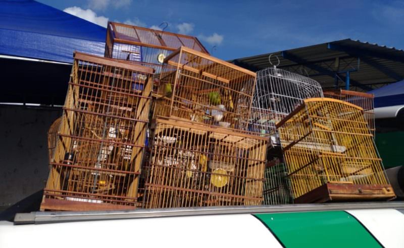 Venda de mamíferos vivos em feiras deve ser suspensa