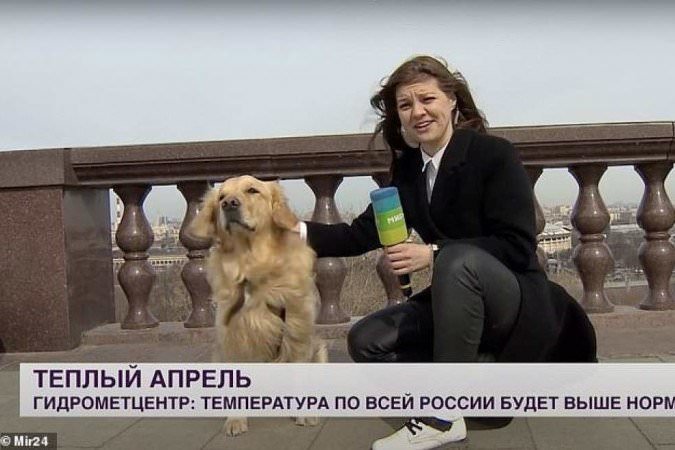 Vídeo: cachorro rouba microfone de repórter ao vivo