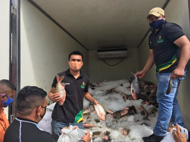 Mais de 3 mil famílias recebem doação de peixes em Presidente Figueiredo e Careiro