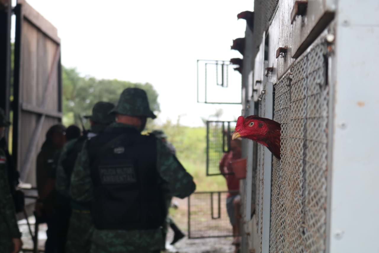 operação