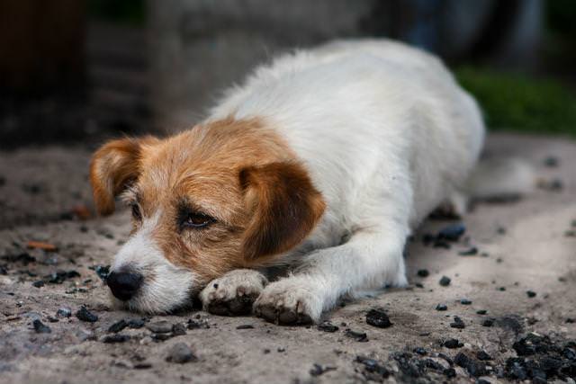 Anticorpos são encontrados em um cão e um gato de rua