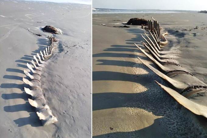 Esqueleto de baleia some em praia de São Paulo após foto viralizar na internet