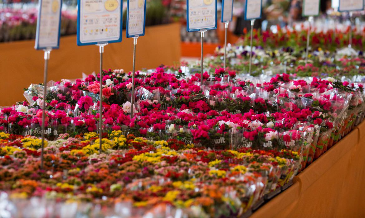 Dia das Mães: data mais importante para o setor de flores no Brasil