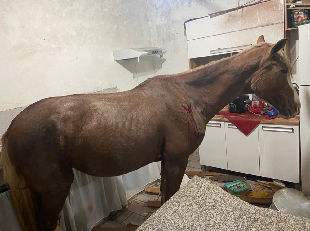 Cavalo cai de telhado e assusta família em São Paulo