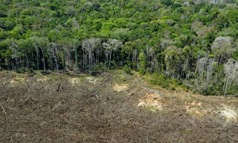 Dia da Amazônia: madeira ilegal equivale a três vezes tamanho de SP
