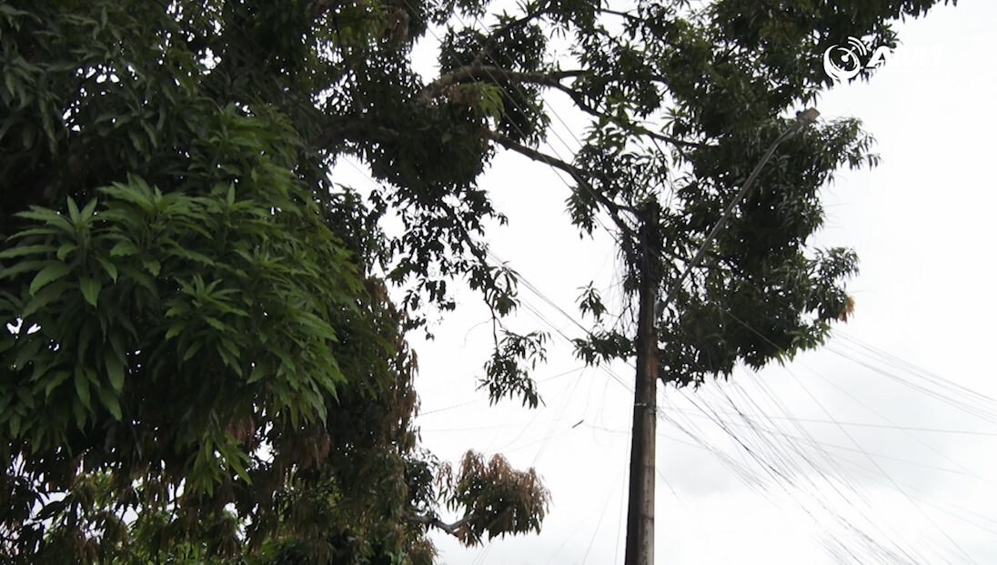 Moradores do Mauazinho ficam sem energia devido a curto elétrico causado por uma árvore