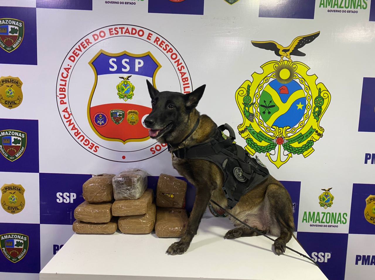 Cadela policial Jade ajuda a apreender 7 kg de drogas em Tabatinga