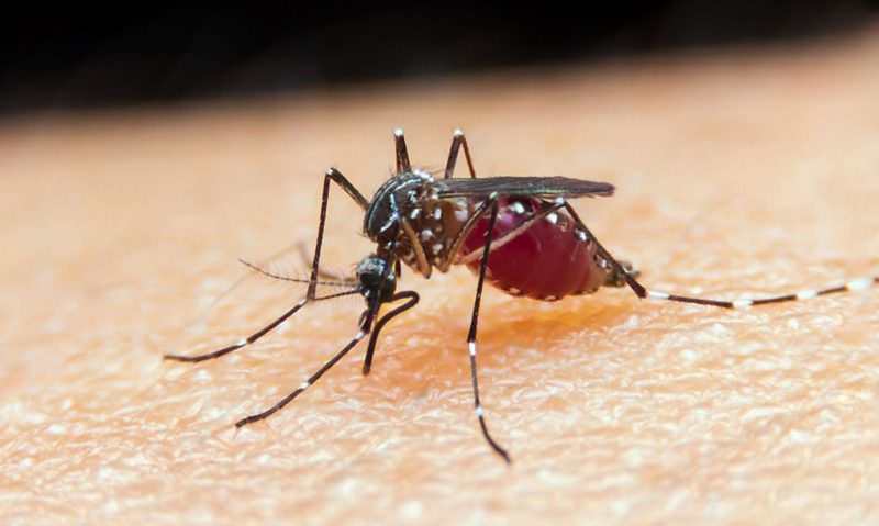 China erradica malária depois de 70 anos