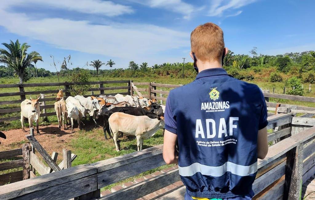 Adaf prorroga novamente primeira etapa da campanha Amazonas Sem Febre Aftosa