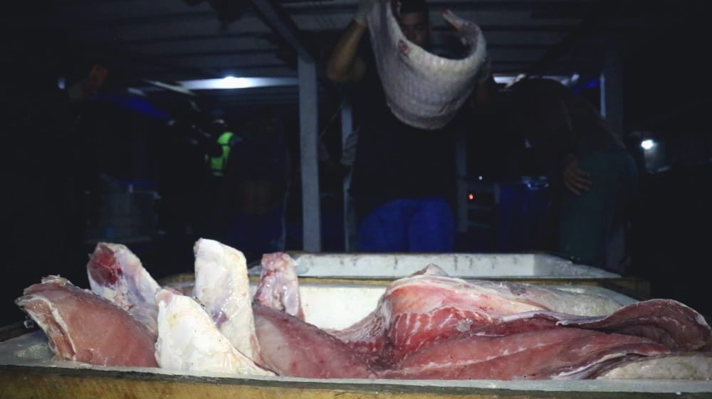 Sete toneladas de pirarucu ilegal são apreendidas na orla de Manaus