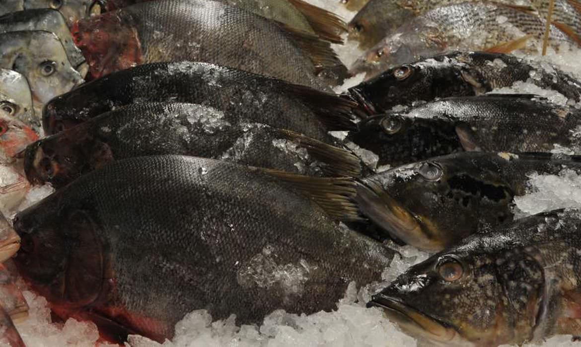 Urina Preta: FVS-RCP emite alerta de risco para consumo de pescado em Itacoatiara