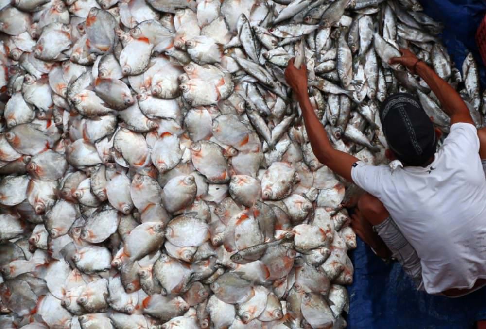 Venda de peixes cai na Feira da Panair após surto de ‘doença da urina preta’