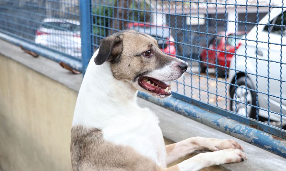 Cães e gatos podem ter vírus da covid-19, mas não transmitem