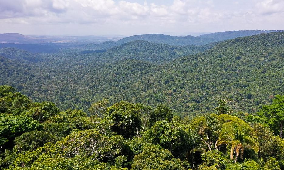 Moradores de Manaus avaliam que floresta em pé contribui para economia