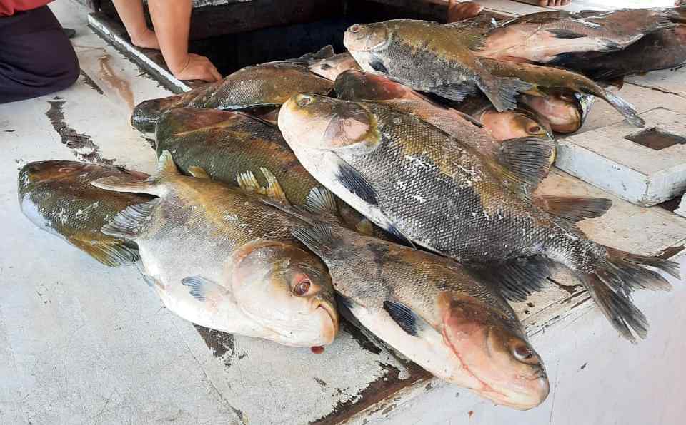 Mais de 600 quilos de pescado ilegal são apreendidos no interior do Amazonas