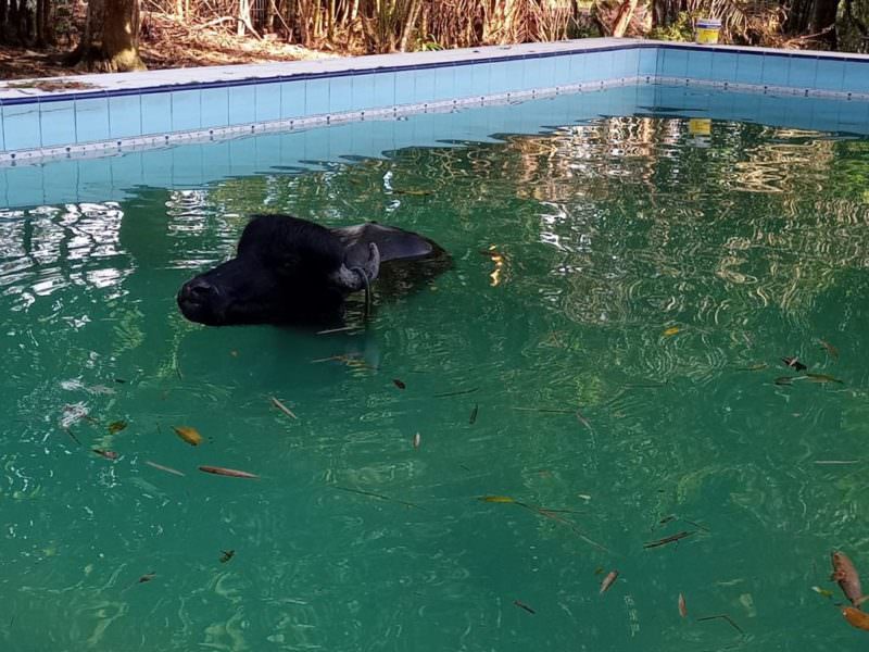 Vídeo: búfalo de 500 quilos cai em piscina de residência no Tarumã