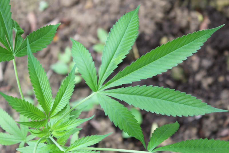 Anvisa libera produtos medicinais à base de cannabis para venda