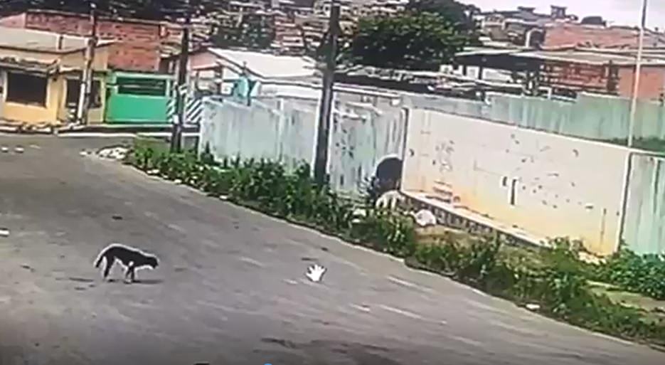 Vídeo: homem mata cadela a facada e é preso em Manaus