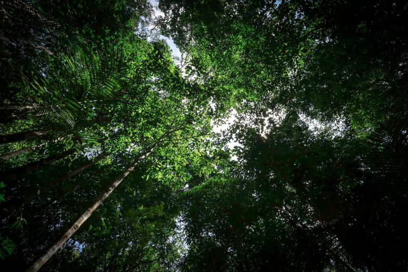 Desmatamento tem redução de 7% em unidades de conservação no Amazonas