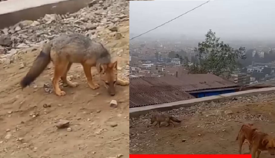 Família compra raposa pensando que era filhote de cachorro; veja vídeo