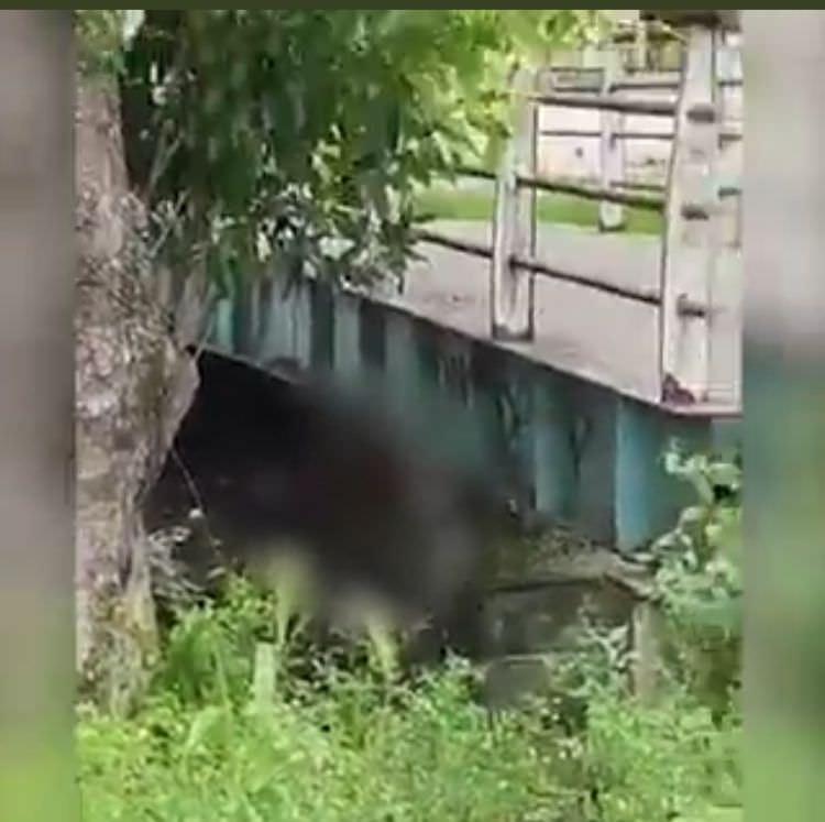 Vídeo: casal é pego fazendo sexo embaixo de ponte em Manaus