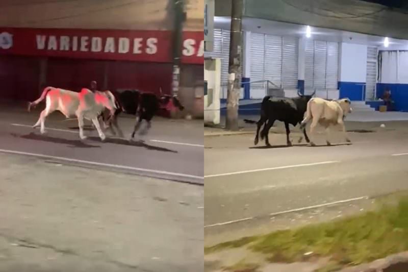 Vídeo: bois correm em plena avenida em Manaus