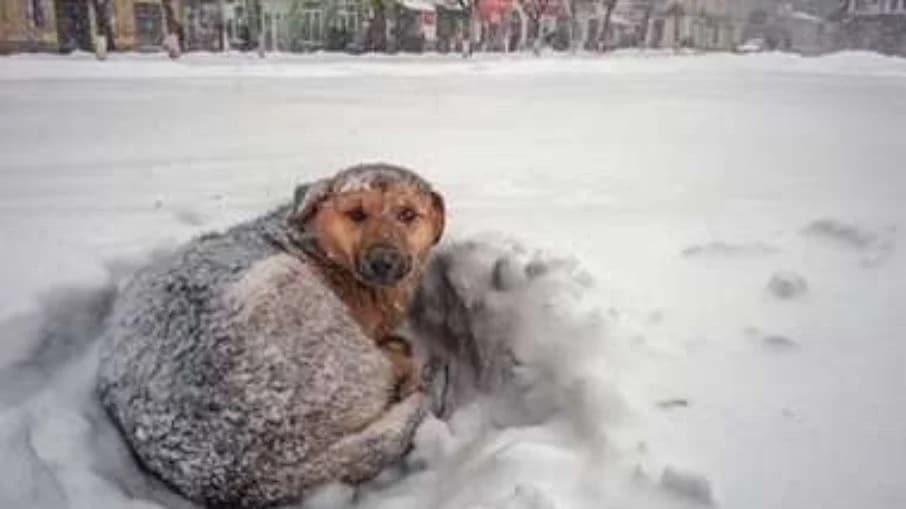 Menina sobrevive à tempestade de neve agarrada em cão
