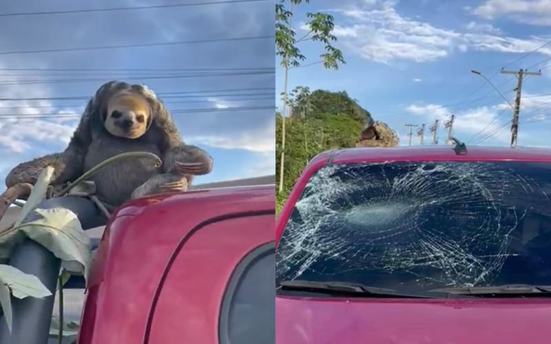 Preguiça cai de árvore e destrói carro em Manaus; veja vídeo