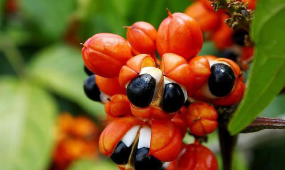 Conheça a história do Guaraná, fruto descoberto no munícipio de Maués