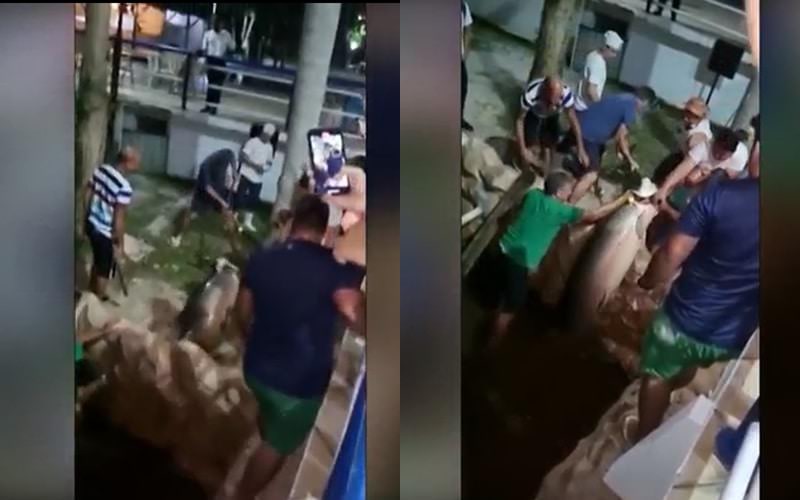 Pirarucu de 200 kg é morto com golpes de enxada; veja vídeo