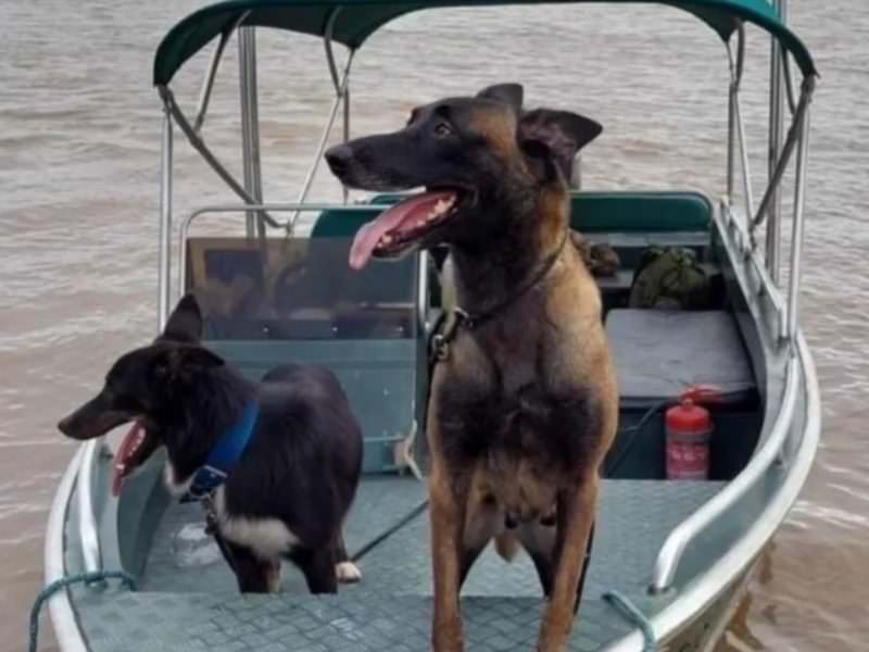 Cadela policial Honda morre ao tentar defender agentes de onça no AM