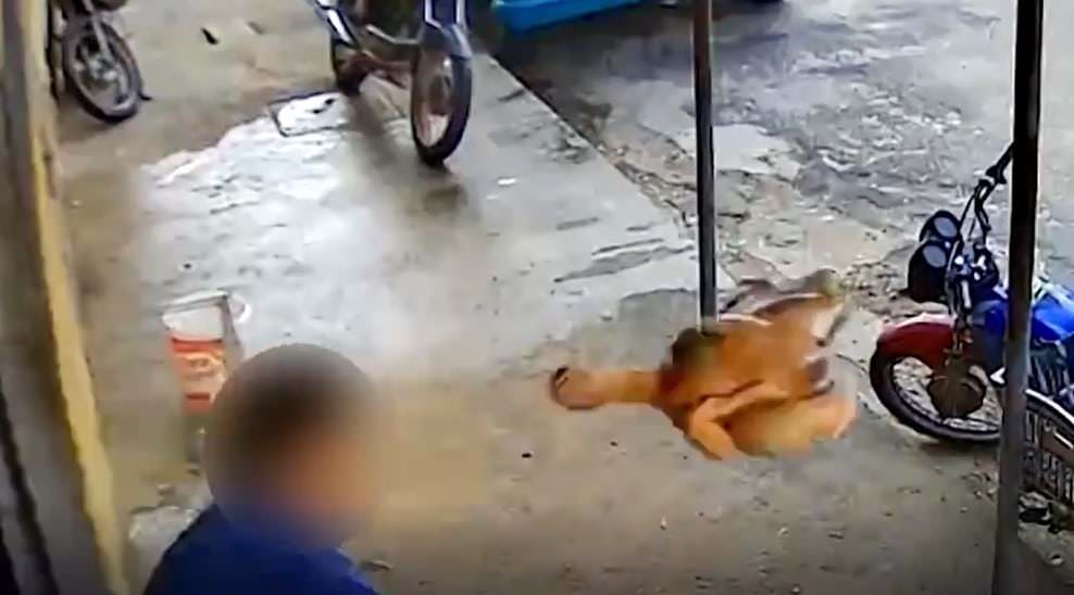Vídeo: homem tenta impedir assalto e arremessa frango em bandido