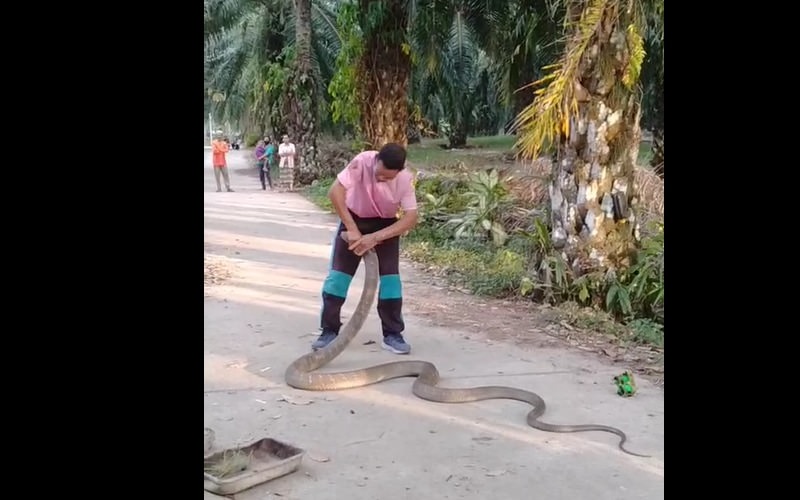 Homem captura cobra de 4,5 metros com as mãos; veja vídeo