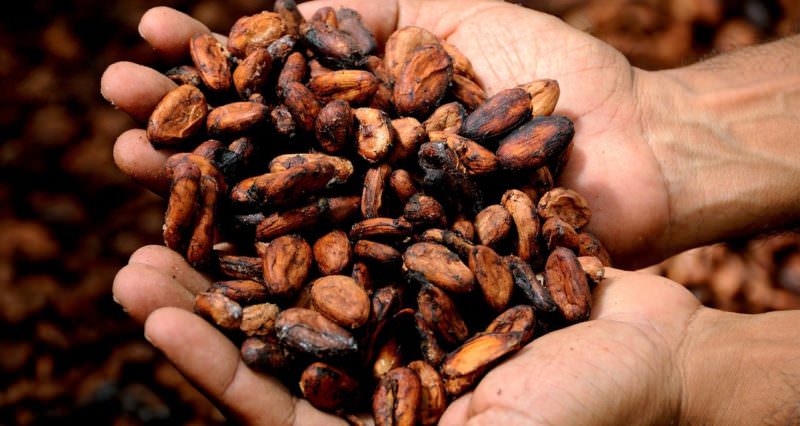 Cacau: conheça os benefícios da semente originária da Bacia do rio Amazonas