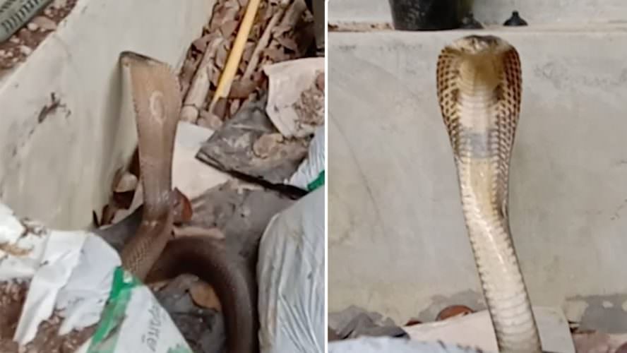 Vídeo: mulher agarra cobra-rei que pode matar um elefante com um bote