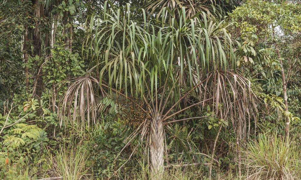 Nova espécie de palmeira é identificada por pesquisadores no Amazonas