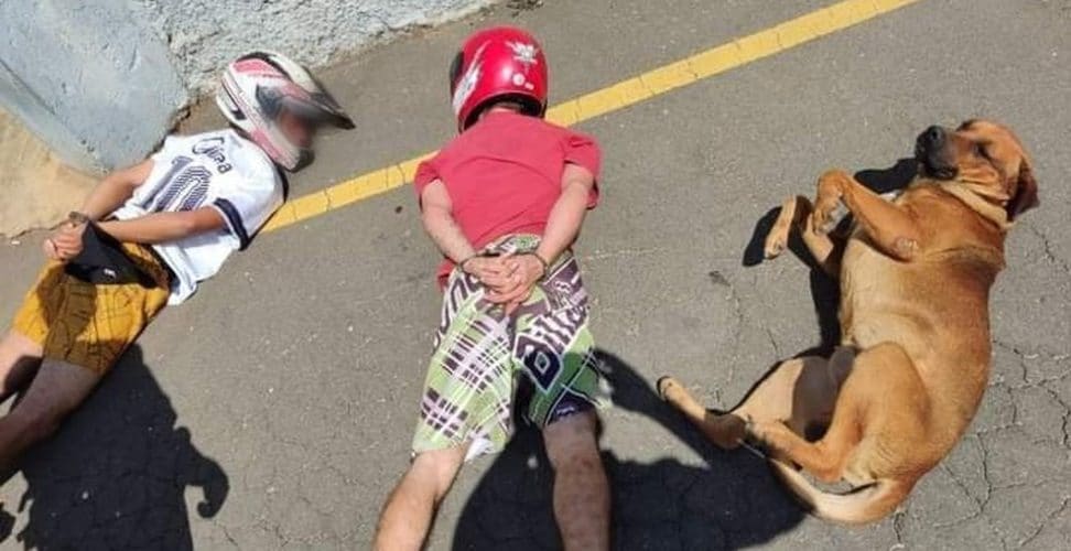 Cachorro caramelo se deita durante revista policial no Paraná