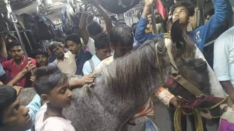 Cavalo viaja em trem lotado na Índia e dono acaba preso