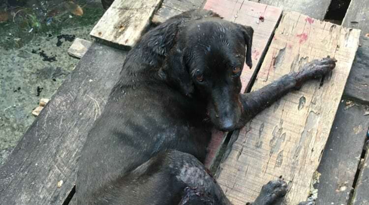 Cão ‘Blade’ morre ao tentar defender dono assassinado a tiros em Manaus
