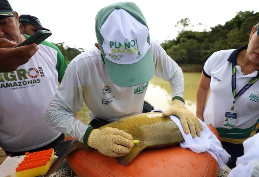 Amazonas realiza oficina de 'chipagem' de peixes em Iranduba