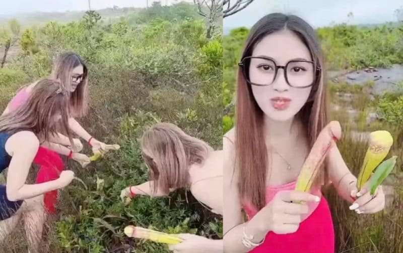 Camboja pede que turistas parem de arrancar ‘planta pênis’ para tirar fotos