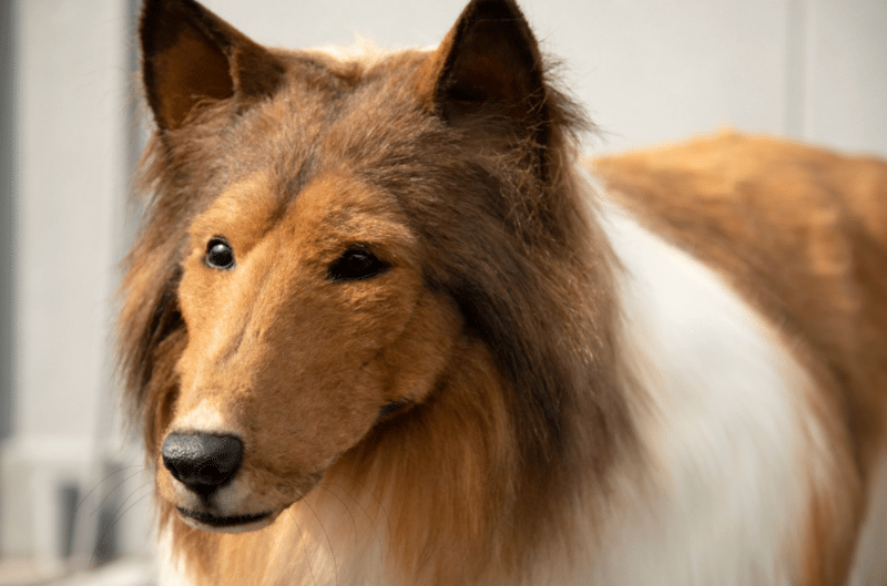Vídeo: japonês gasta R$ 75 mil para “se transformar” em cachorro