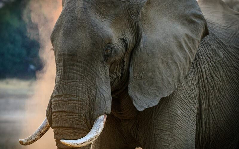 Elefante reúne manada e destrói casa da mulher que ele matou esmagada