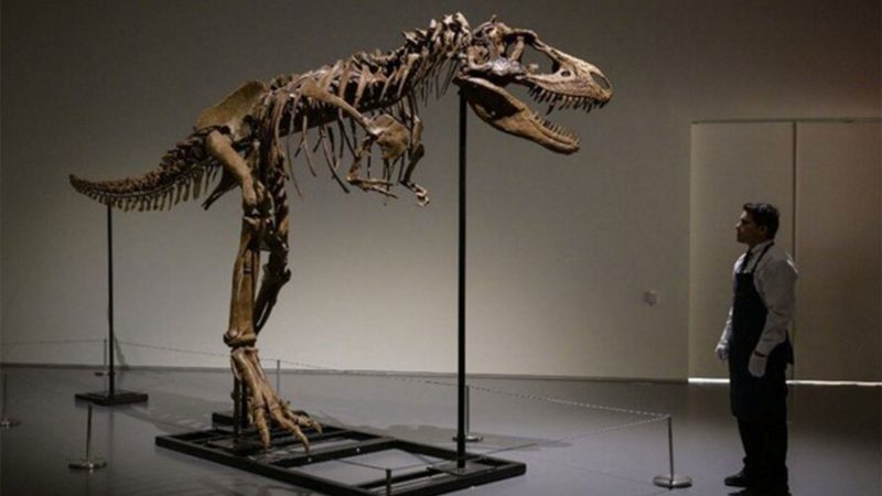 Esqueleto de dinossauro será vendido por até R$ 43 milhões