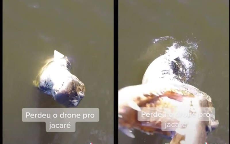 Jacaré pula de rio e destrói drone de R$ 7 mil